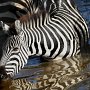 Tanzania, Serengeti Nat'l park - Zebra in water hole